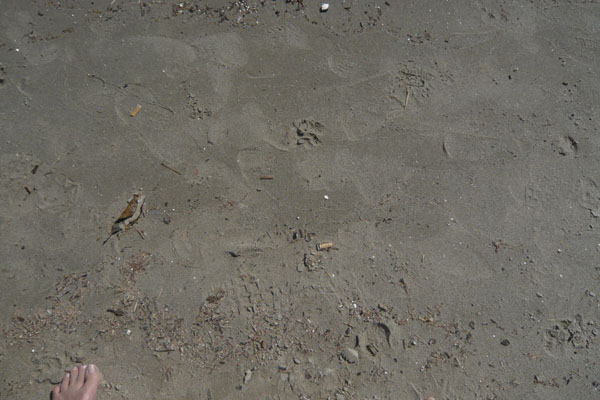 vor meinen füßen: beach posidonio, samos