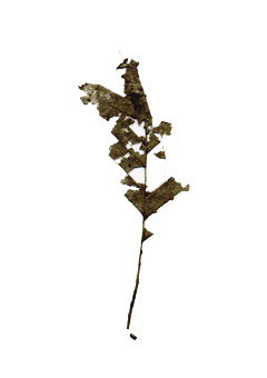 fragments